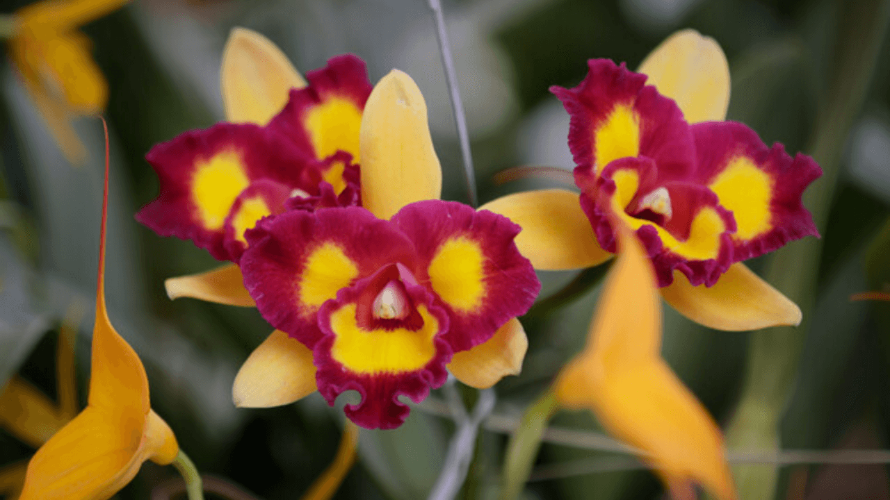 Orquídea5
