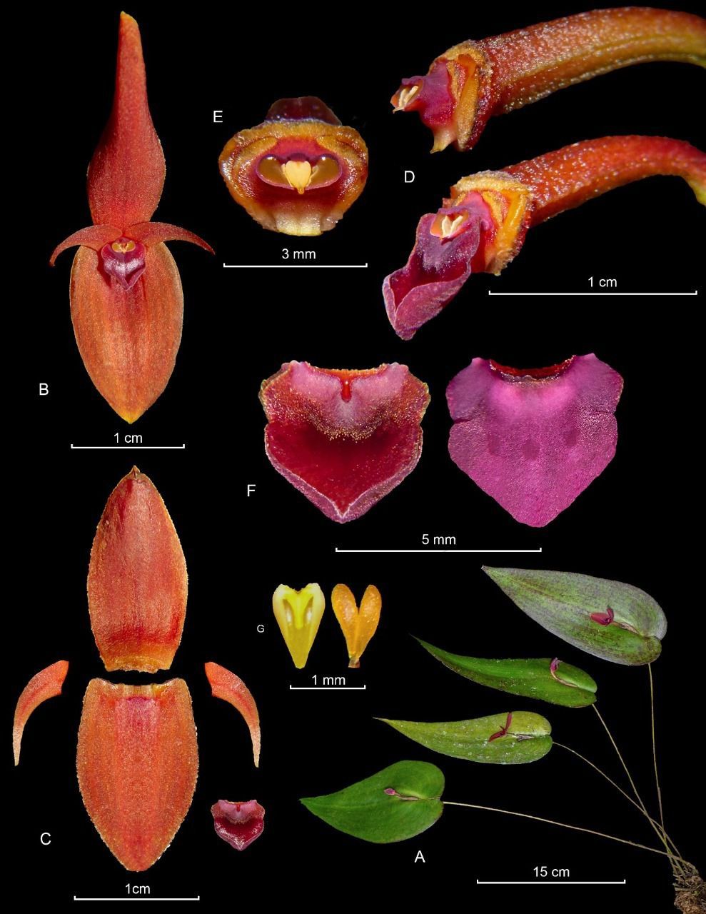 Imagen de la estrcutura de una orquídea