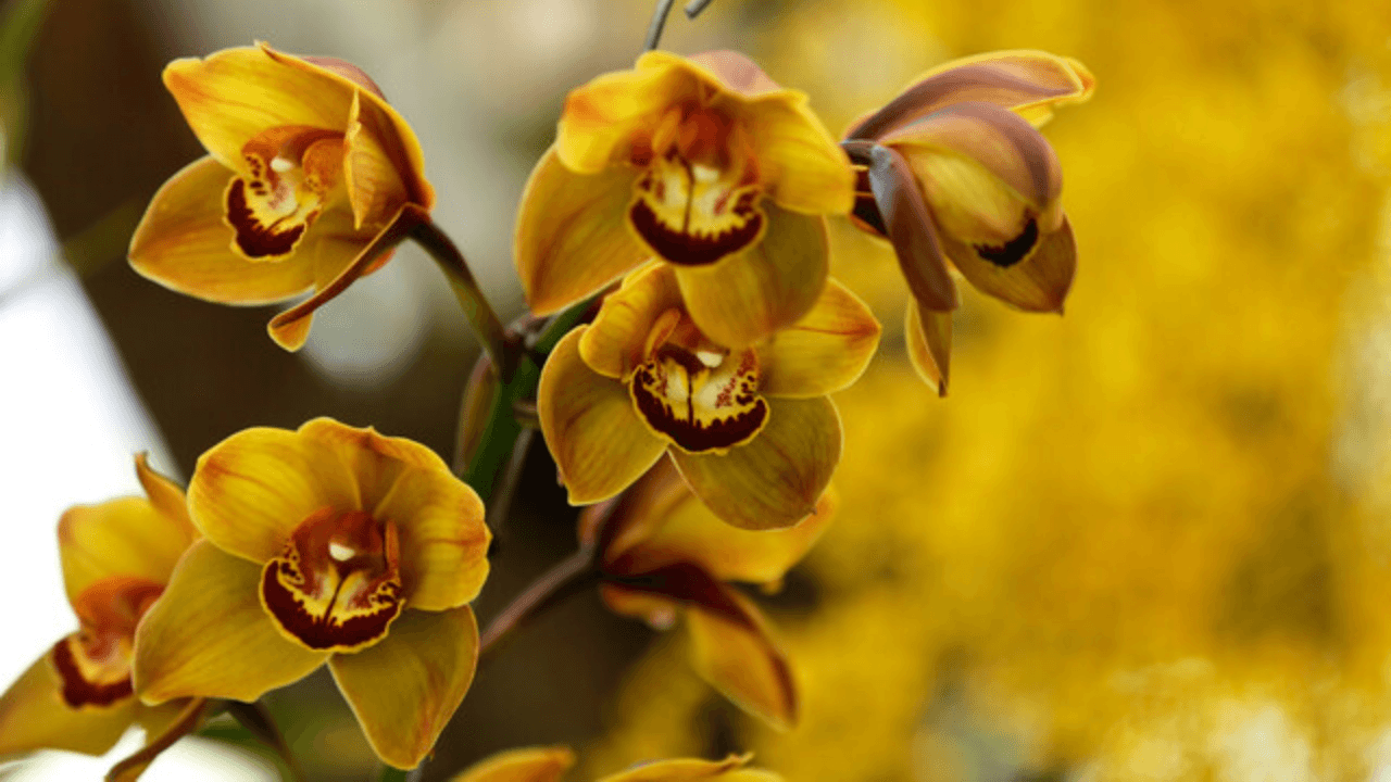 Exposición de orquídeas1