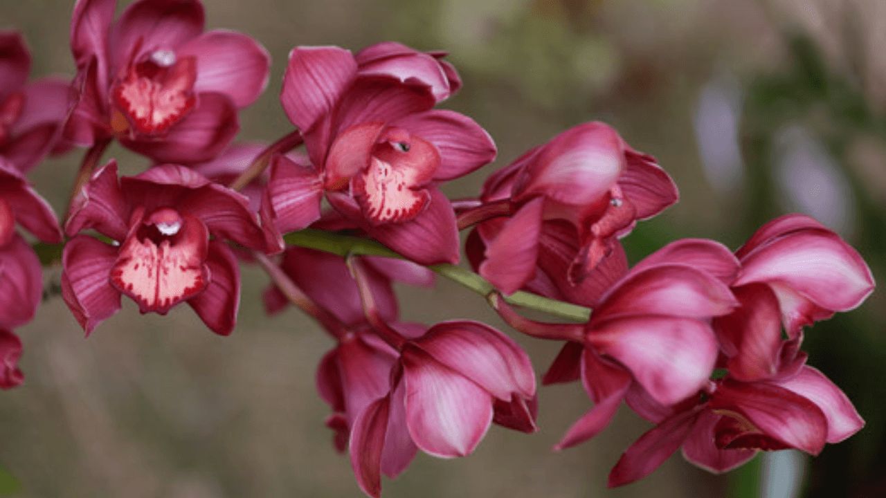 Orquídea rosada