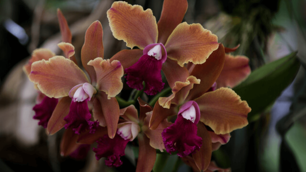Orquídea4