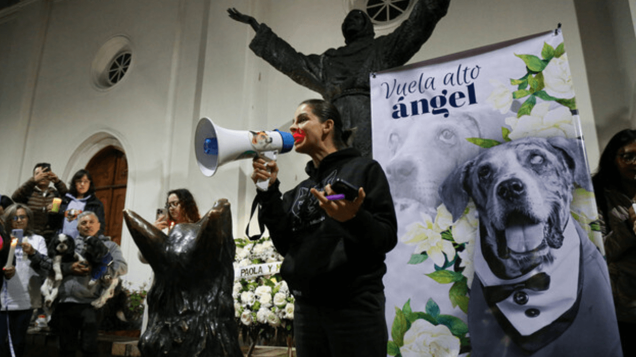 Lay Ángel 5