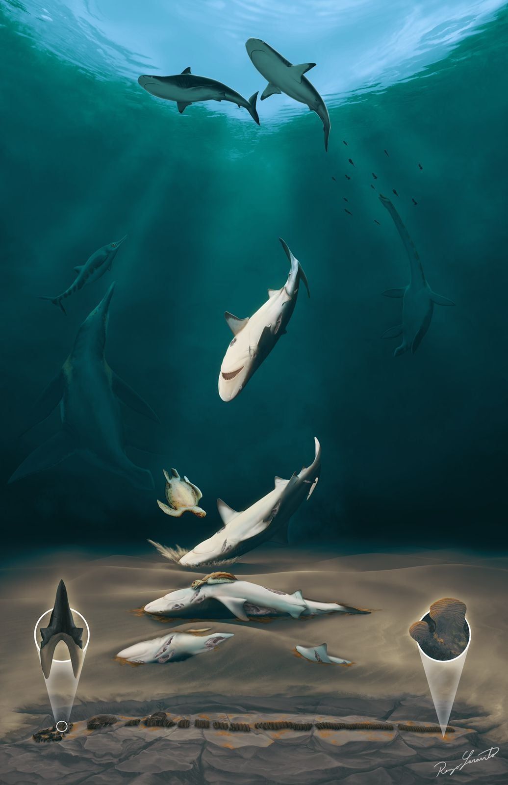 tiburón