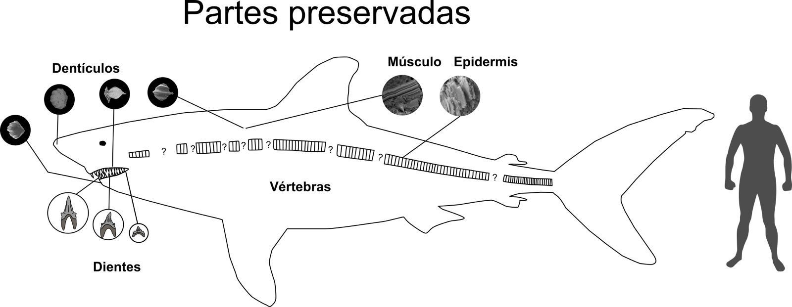 tiburón dos
