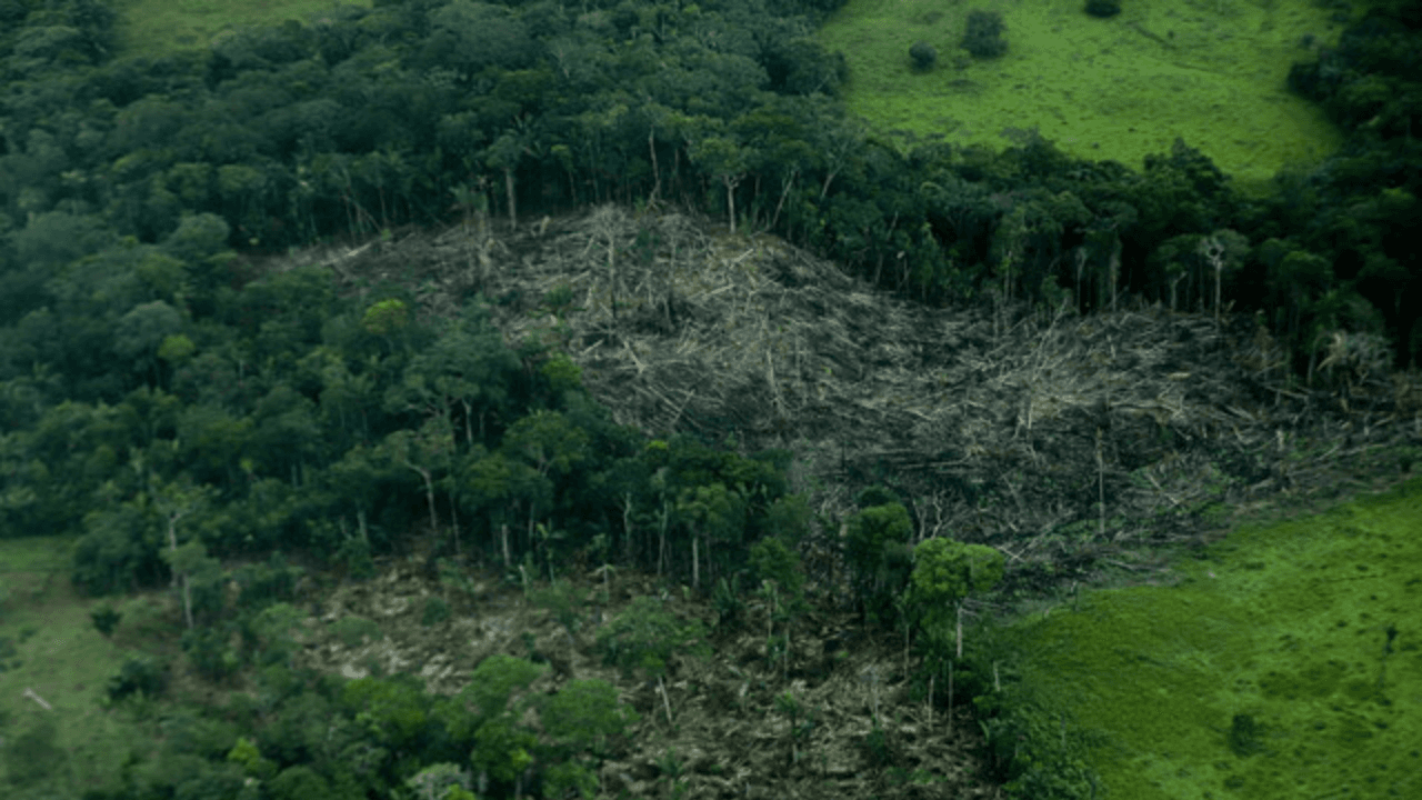 Amazonas deforestación