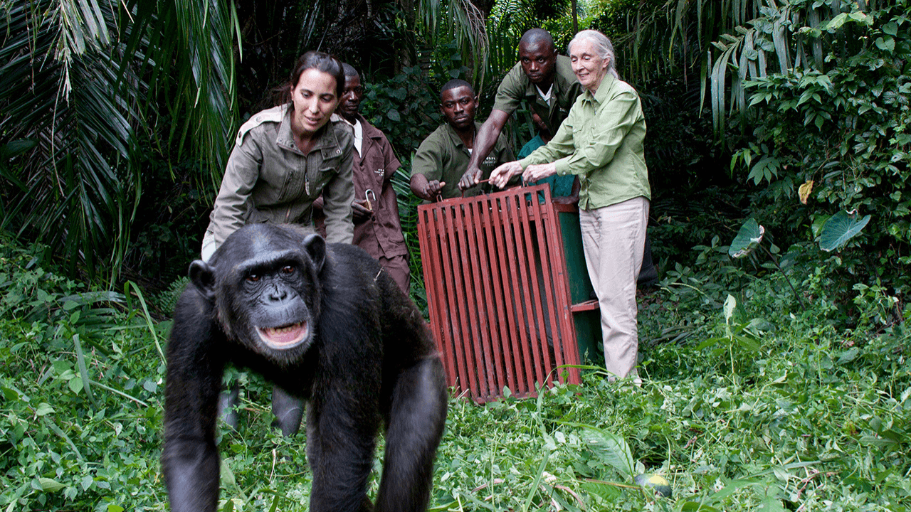 Jane Goodal2