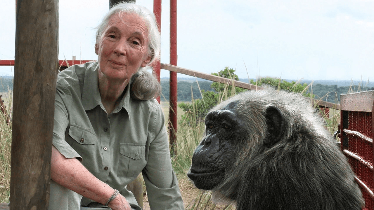 Jane Goodall