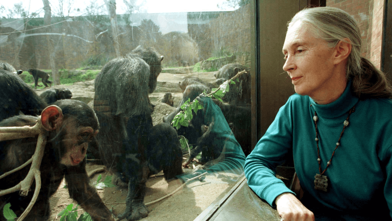 Jane Goodall6