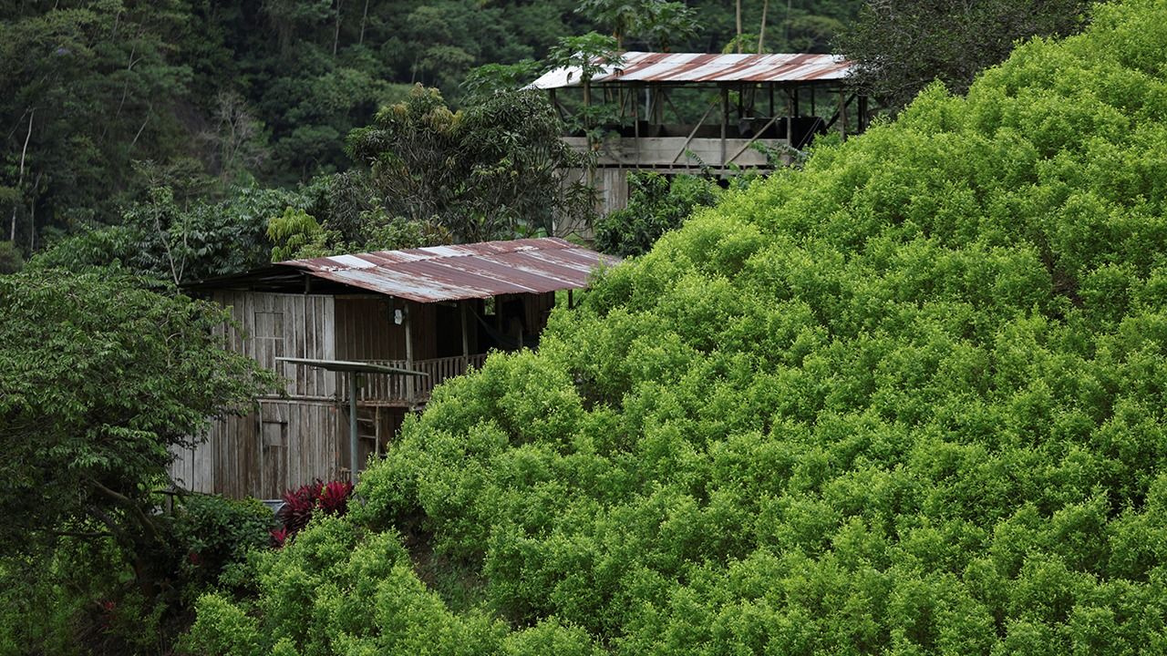 Cultivos de coca en El Plateado.