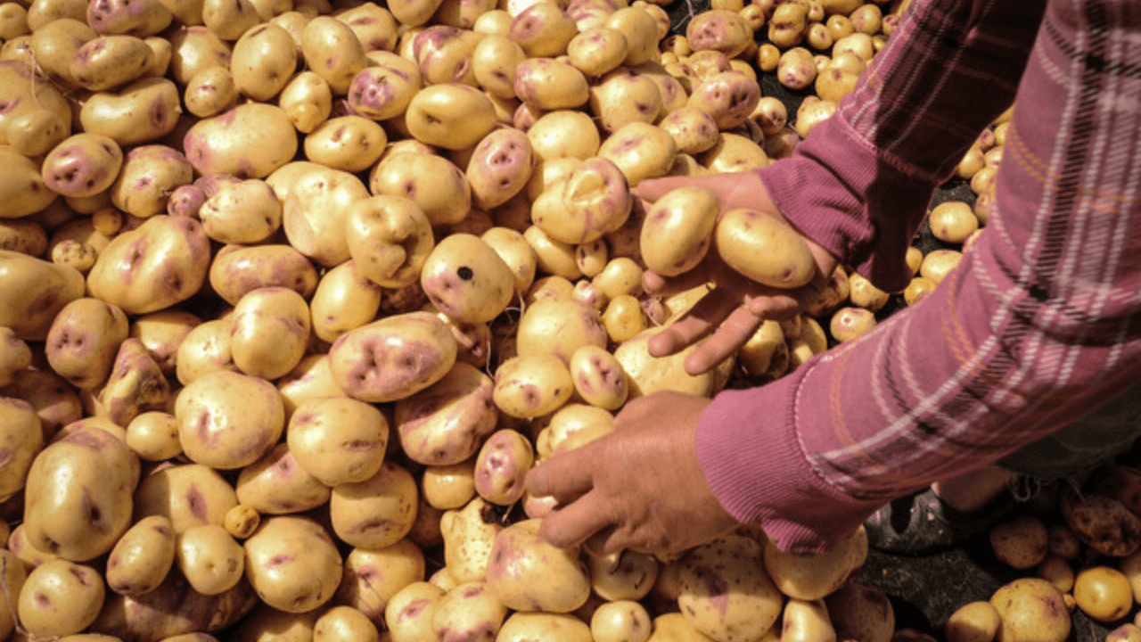 Consulta campesina 3
