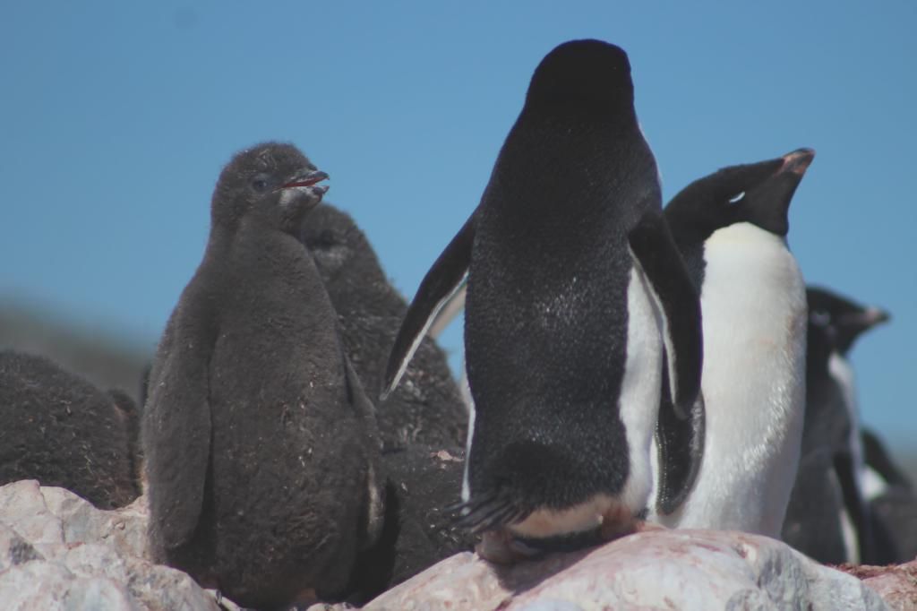 pinguinos.jpg