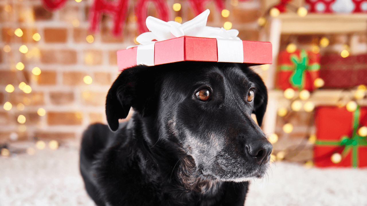 Perro en regalo