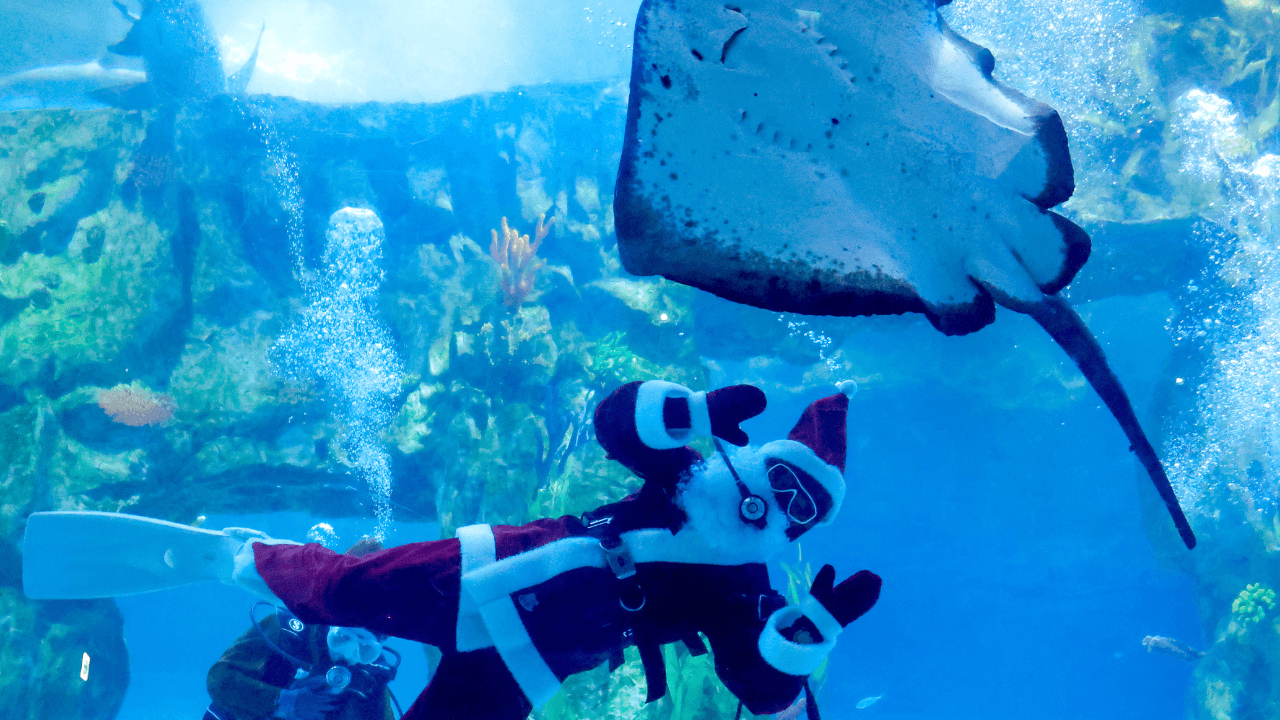 Buzos vestido como Papá Noel posa para los visitantes durante un evento navideño en el tanque principal del Lotte World Aquarium en Seúl, Corea del Sur