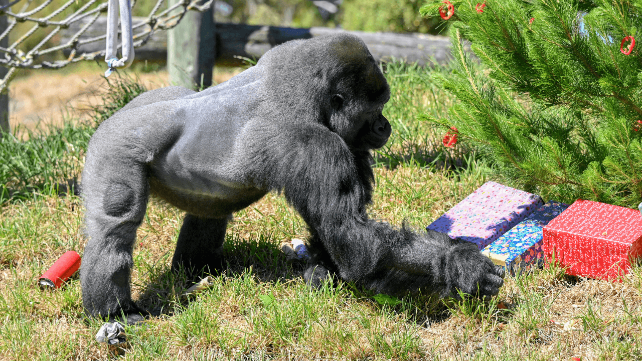 Un gorila macho encuentra golosinas escondidas en adornos navideños durante una actividad especial de Navidad en el Parque de Vida Silvestre Orana, cerca de Christchurch, Nueva Zelanda