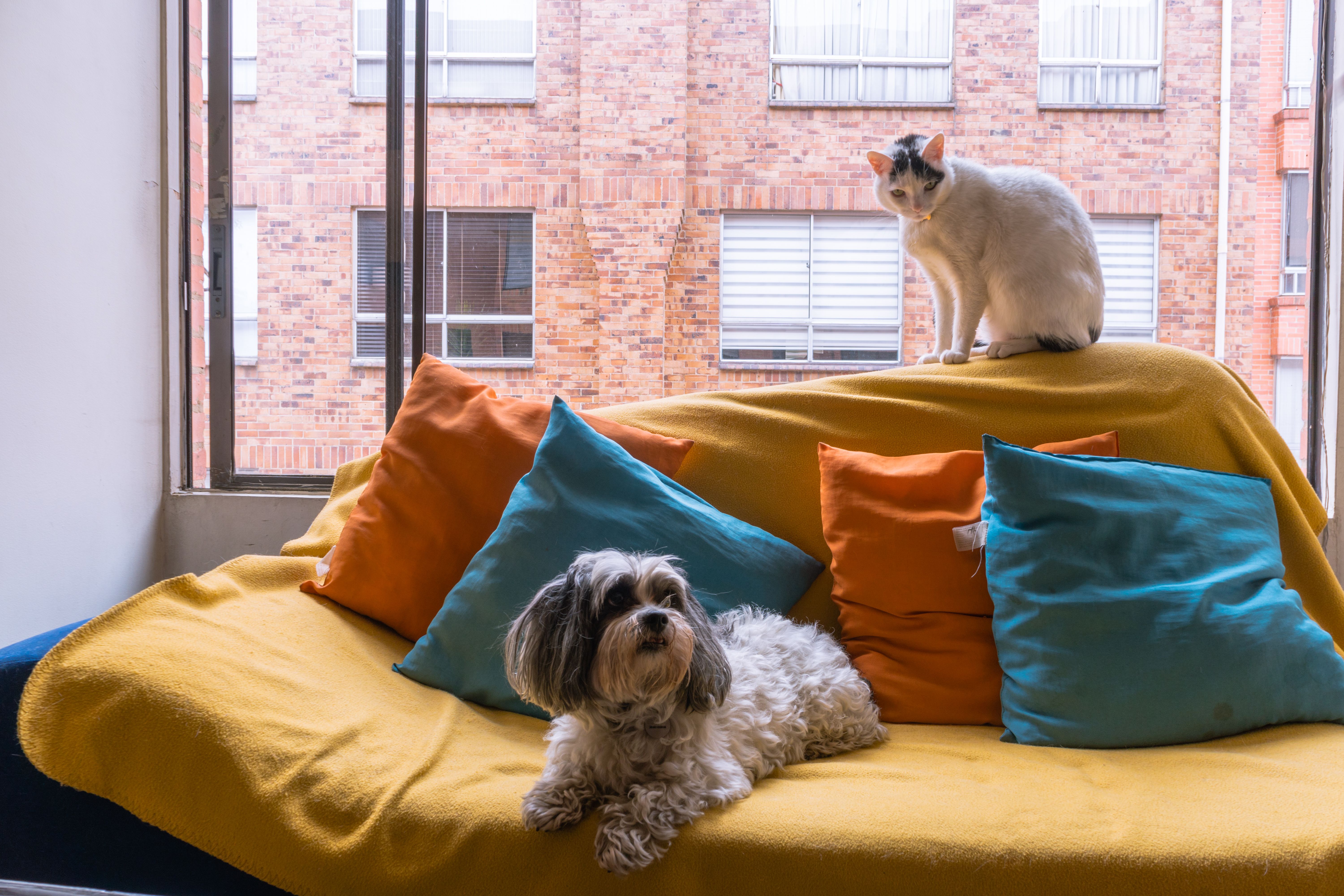 animales compañia freepik