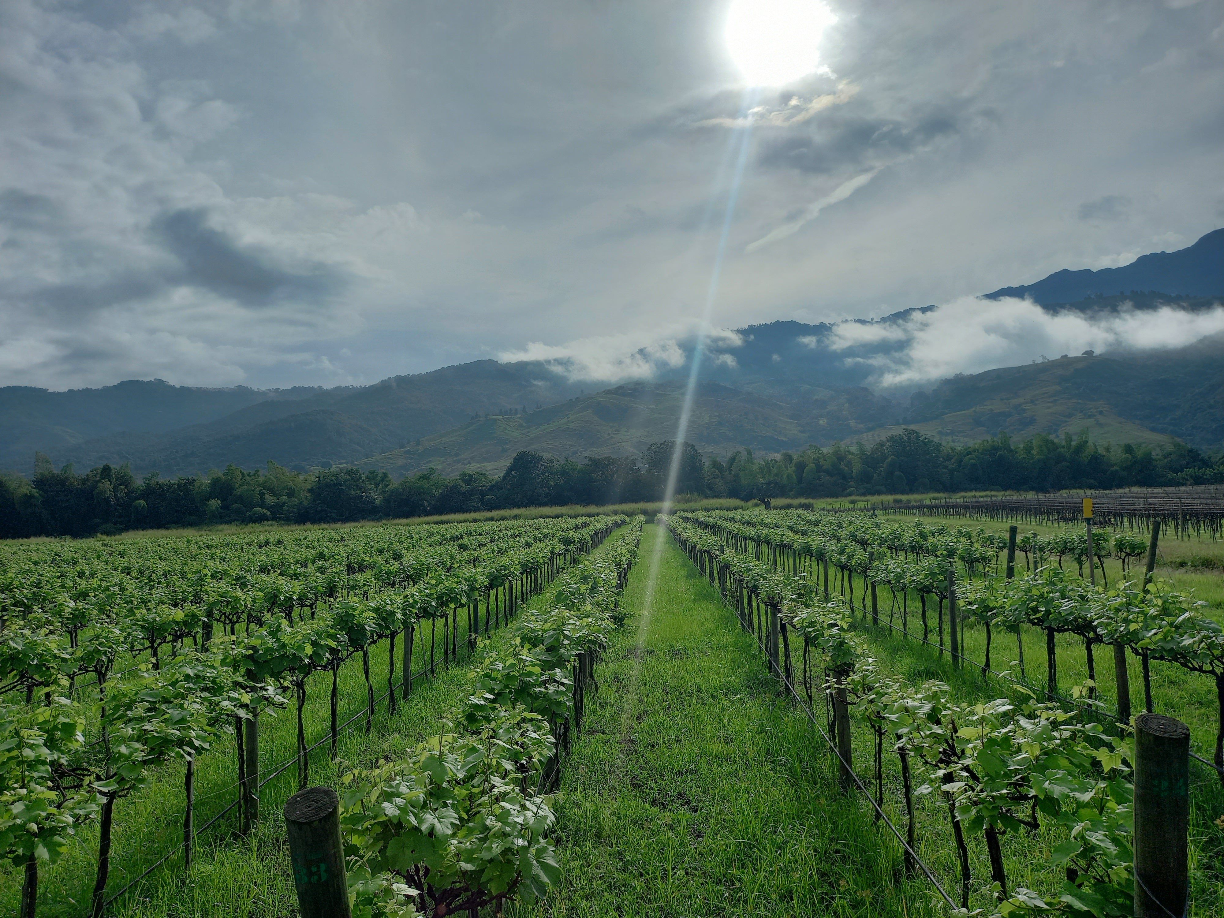vinedo_en_ginebra_valle_del_cauca_de_casa_pedro_domecq_2.jpg