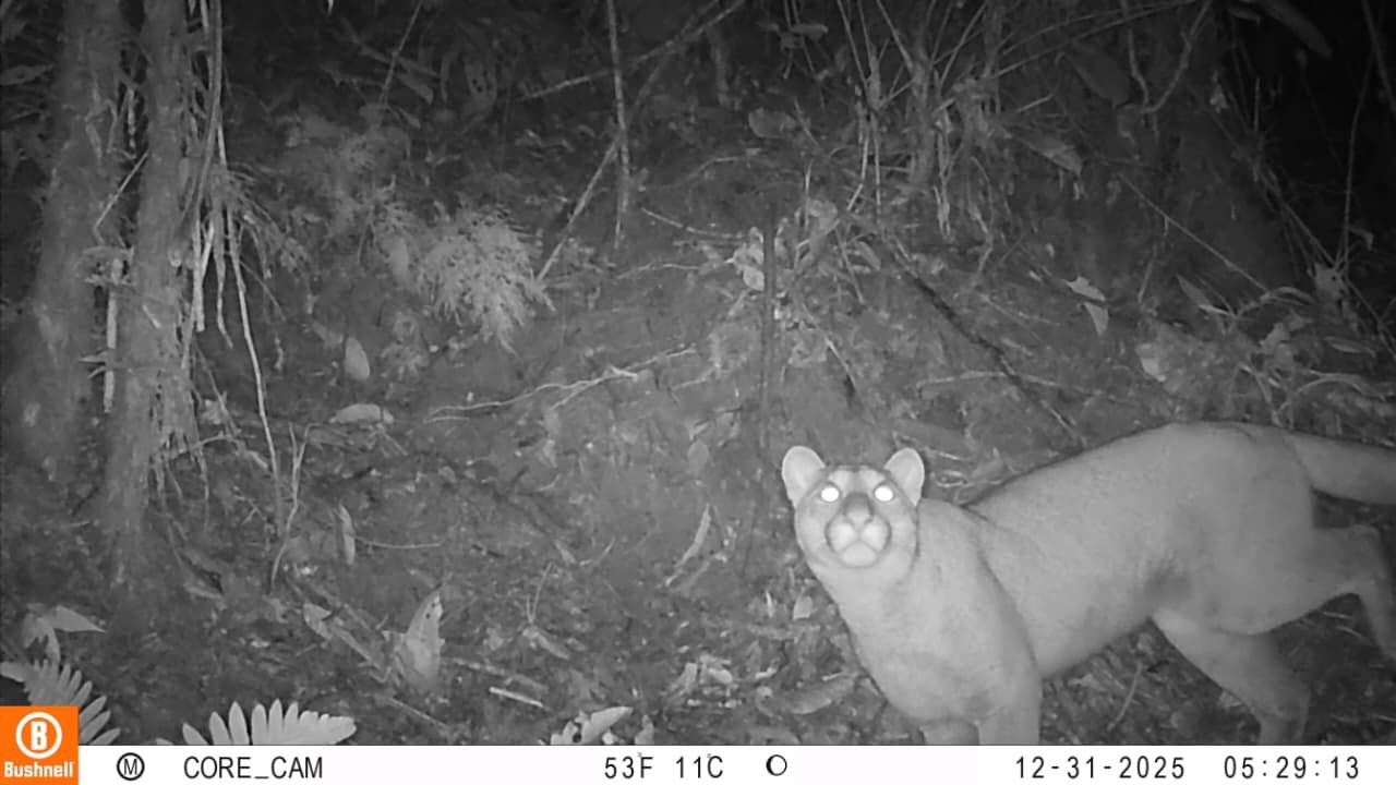 avistamiento Puma Tolima 3