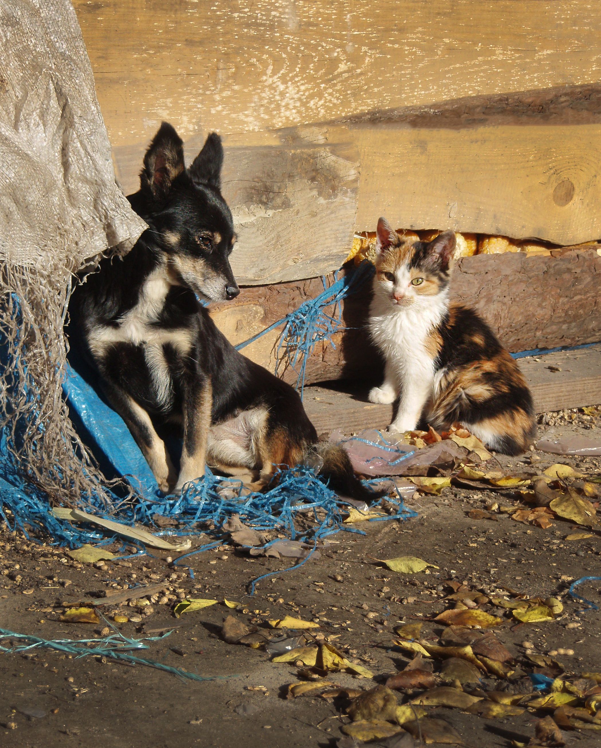 Animales víctimas del tránsito podrían recibir atención veterinaria con el SOAT en Colombia.