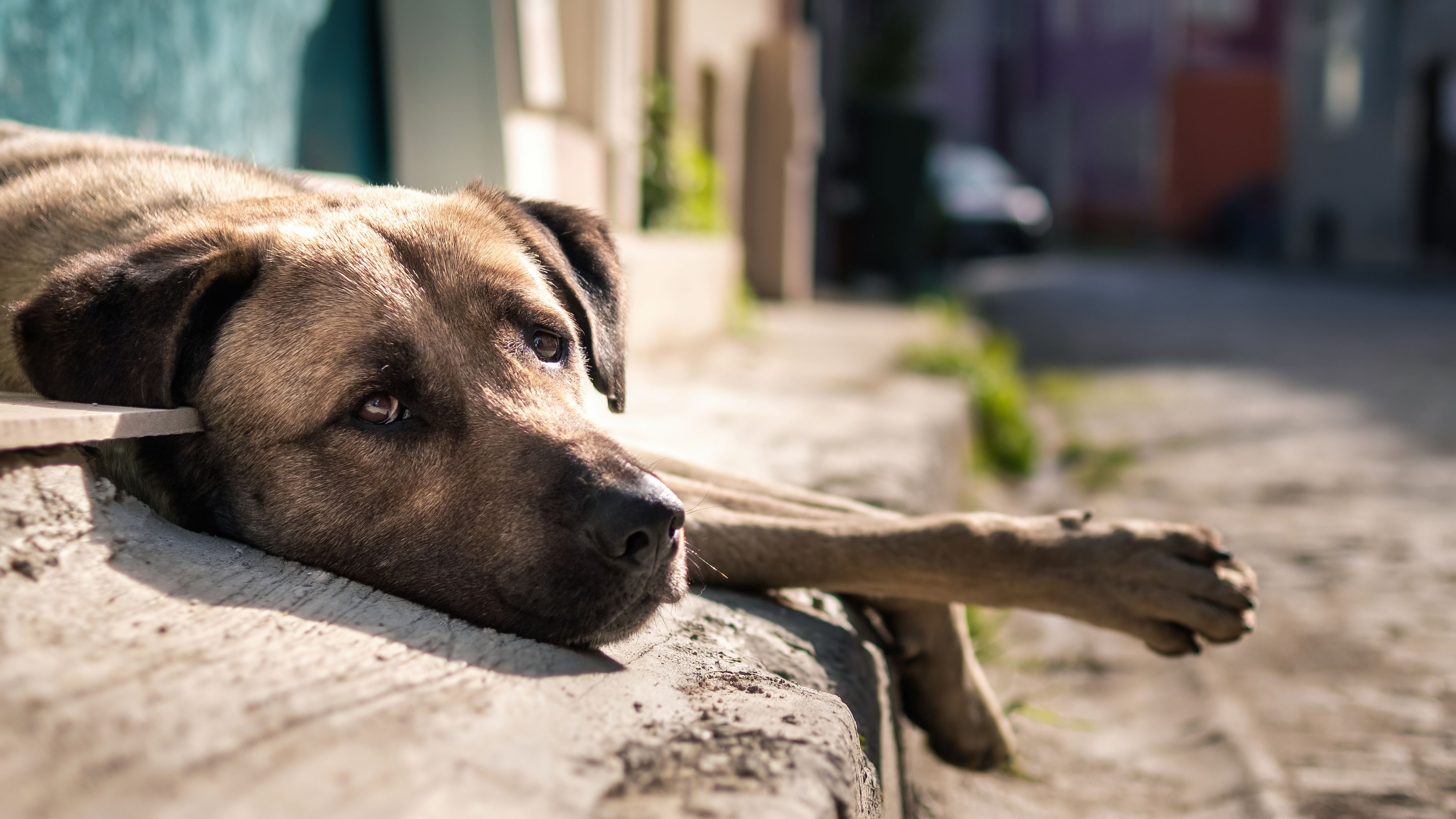 Colombia debate una ley para que el SOAT cubra a animales atropellados