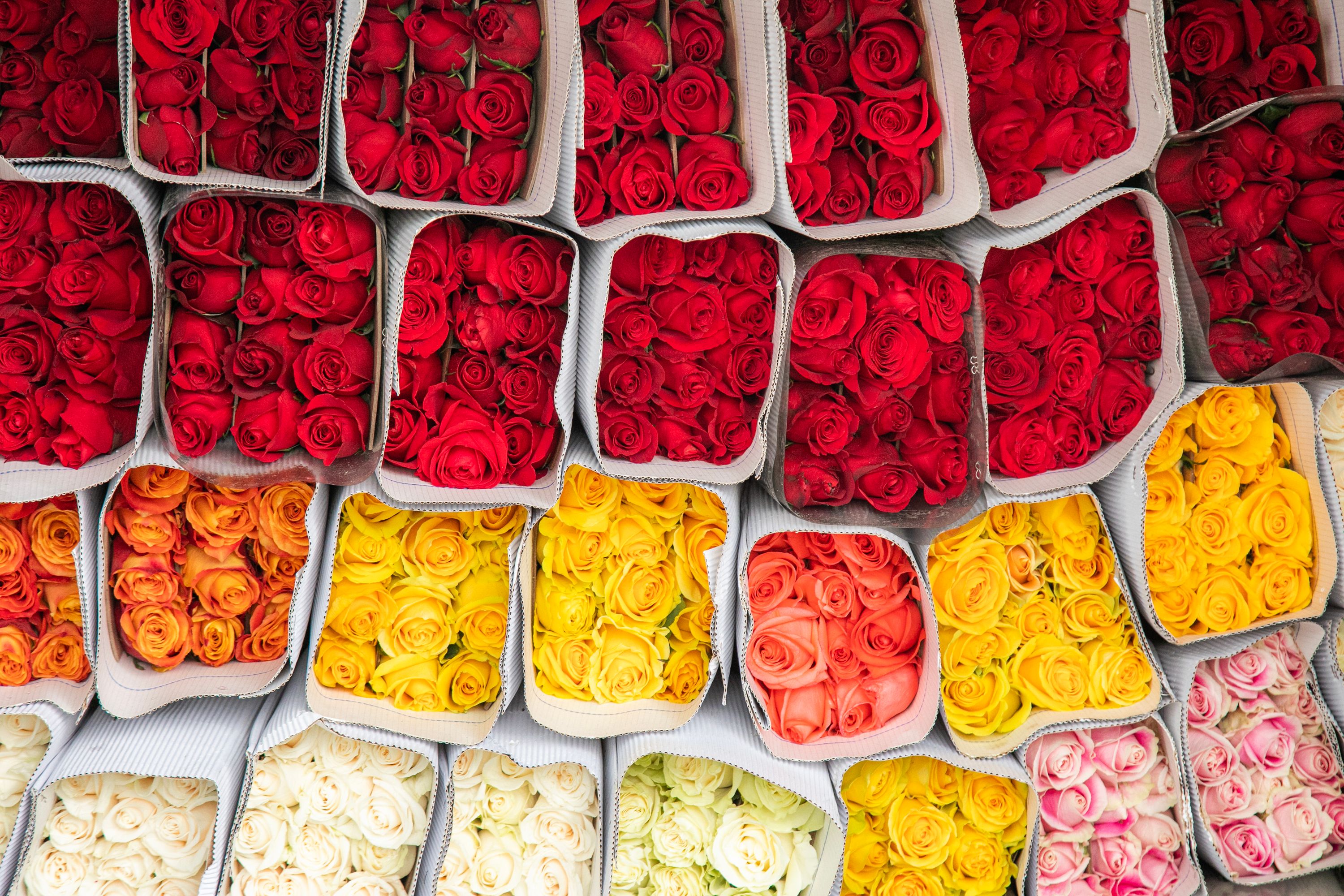 Flores de Colombia listas para exportación