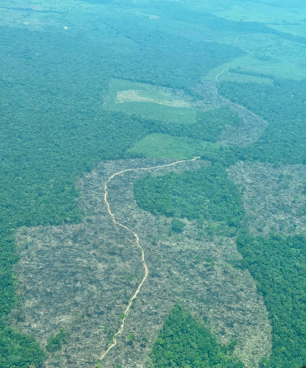 Deforestacion 02032026
