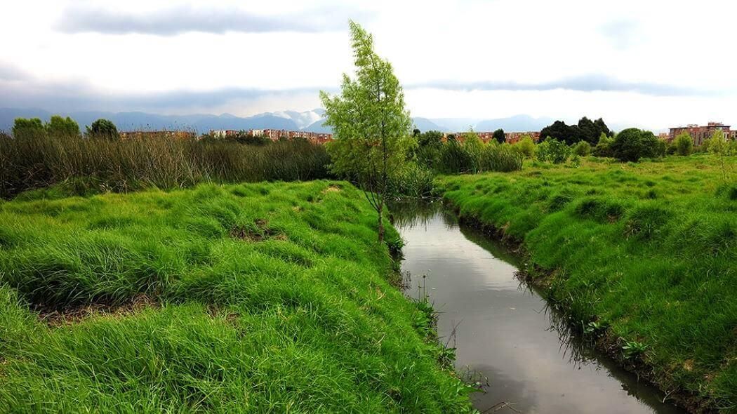 Humedal Capellanía. Créditos: Secretaría de Ambiente