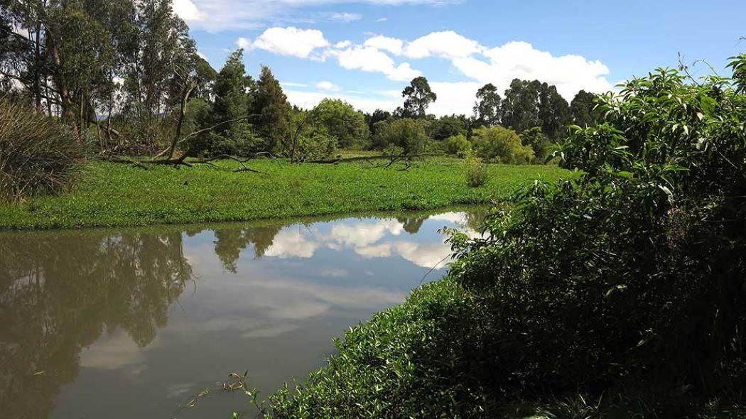 Humedal La Conejera. Créditos: Secretaría de Ambiente