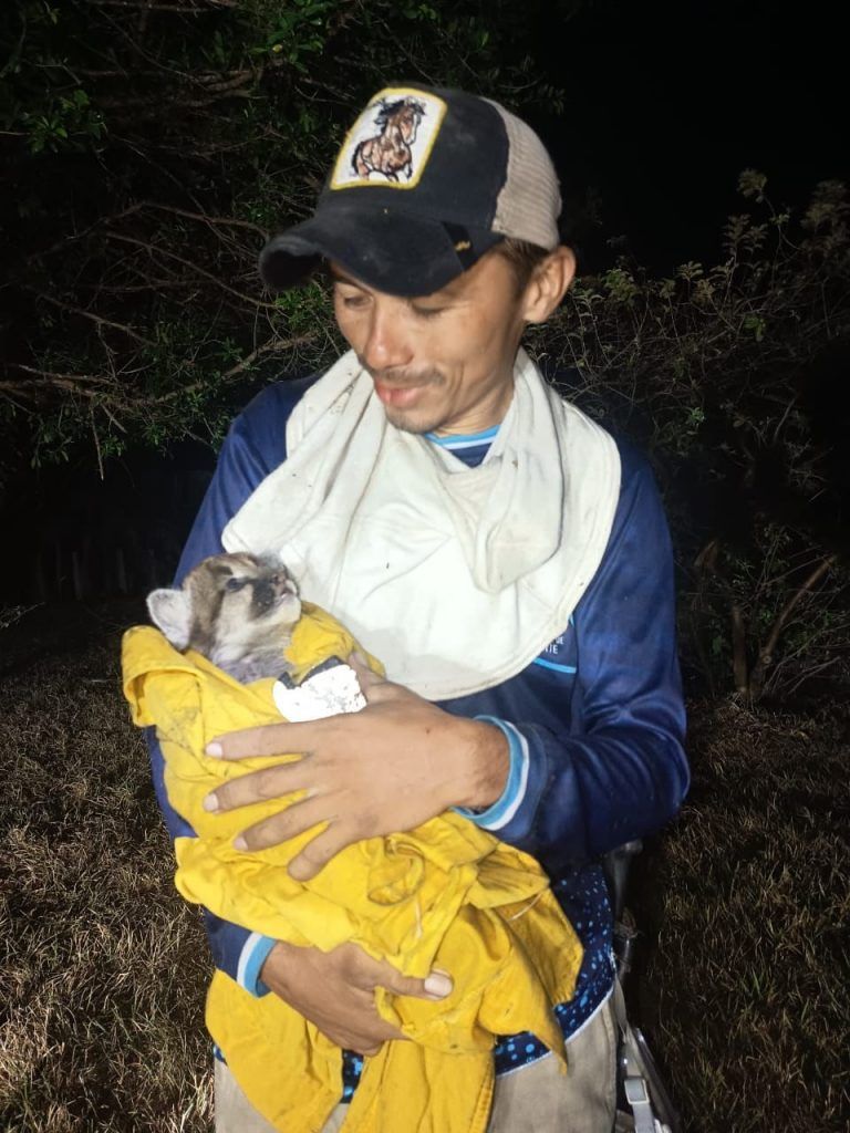 rescate puma