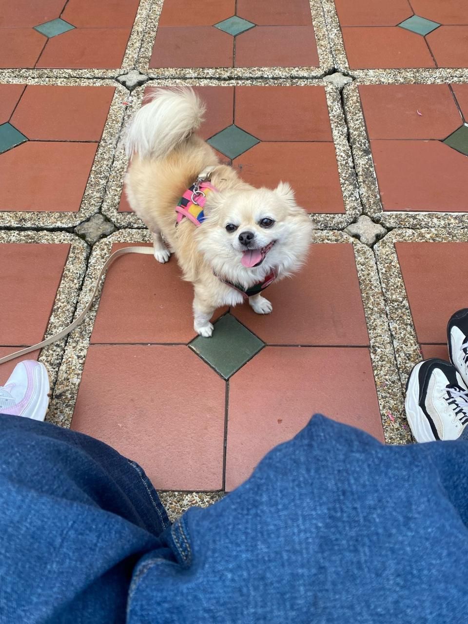 perrito 2