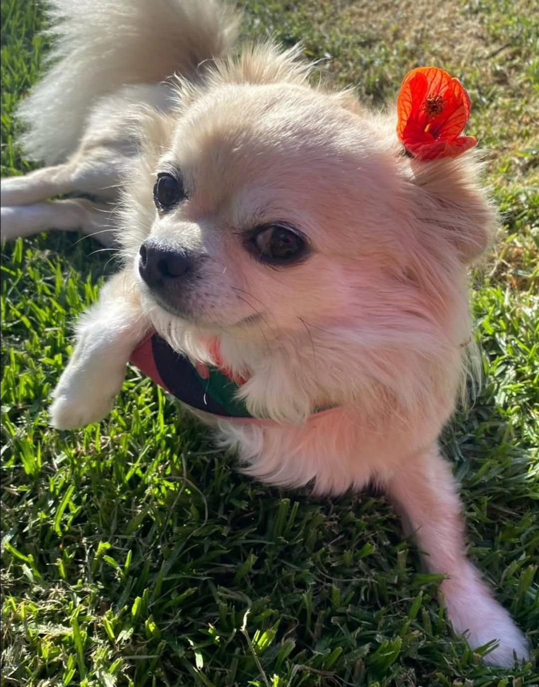 perrito 3