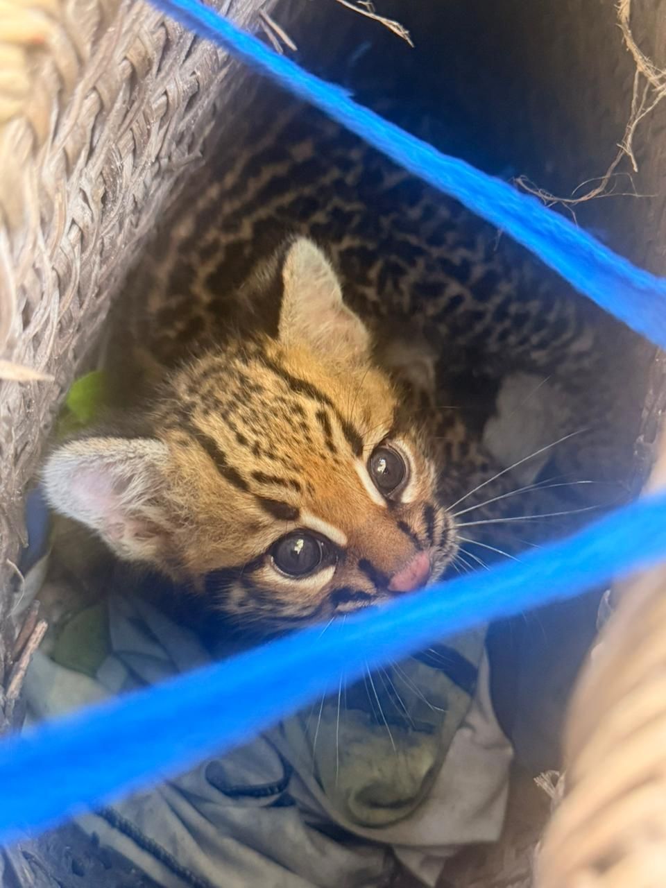 ocelote bebé