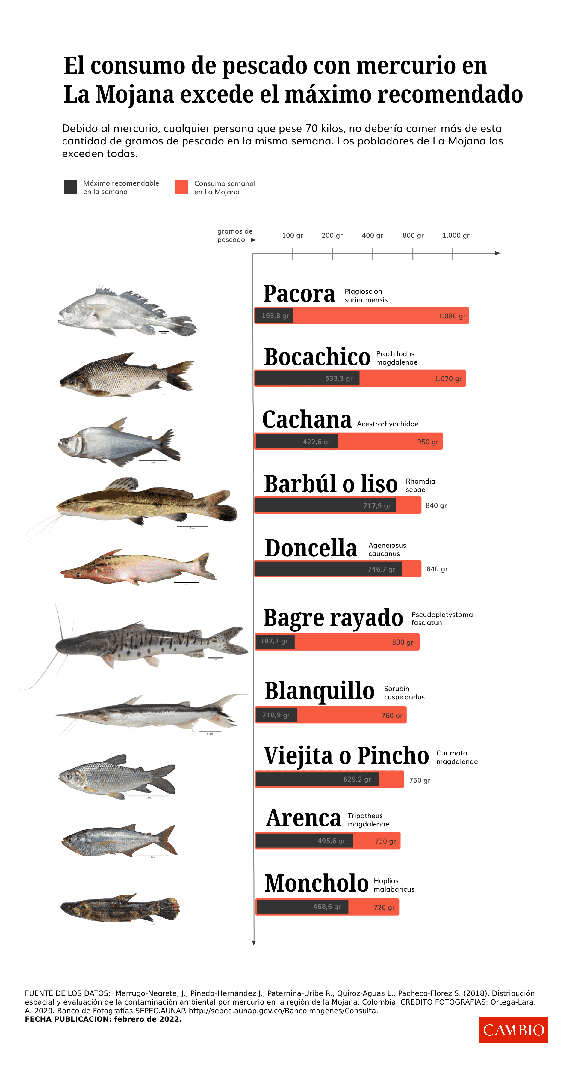 infografia_ingesta_de_peces_con_mercurio_en_la_mojana.png