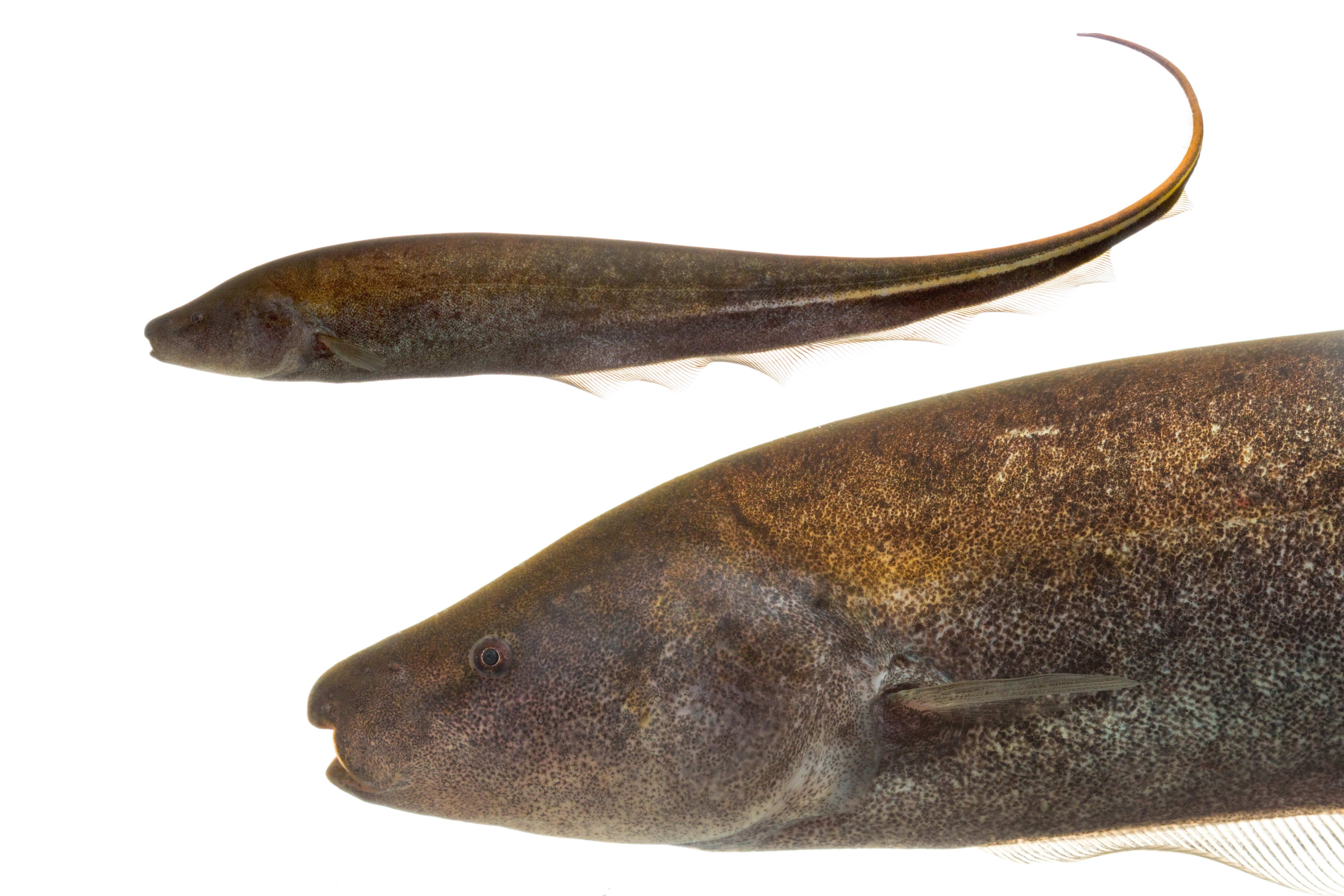 foto_c_jorge_e._garcia_melo_apteronotus_eschmeyeri.jpg